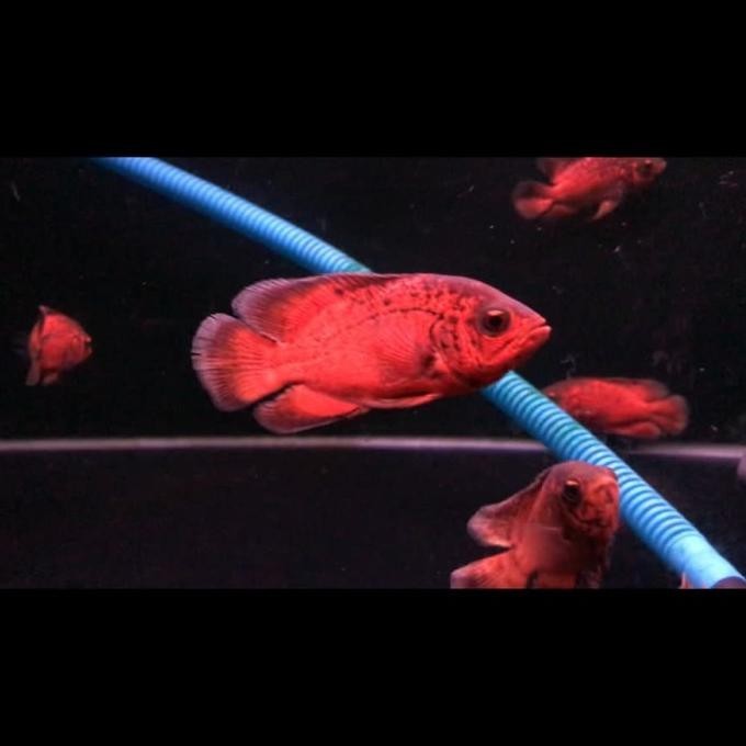 Oscar Red Paris Black 7-8Cm