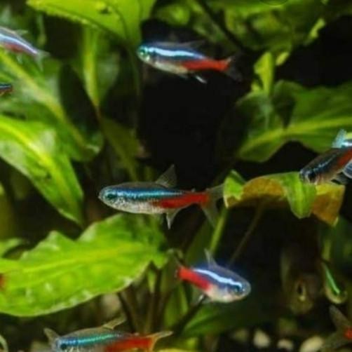 Paket Neon Tetra 100E