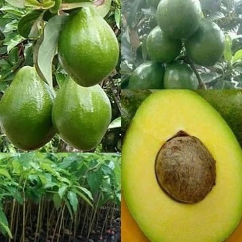 Bibit Buah Alpokat Miki Super Apokat Genjah Siap Tanam pohon pepohonan