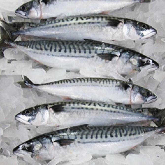 

Ikan Salem 1kg Pacifik Mackerel | FREE DIBERSIHKAN