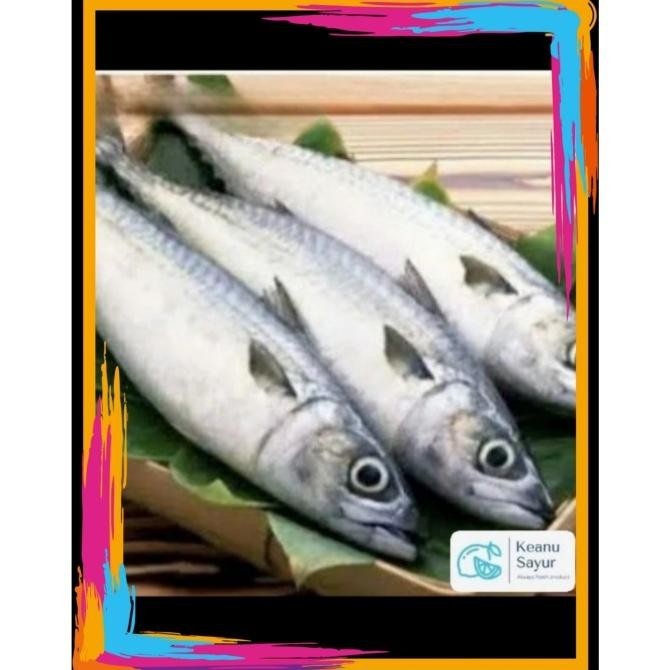 

ikan tongkol segar 500gr