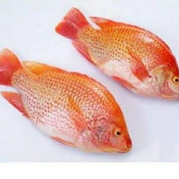 

IKAN NILA MERAH SEGAR 500 GRAM