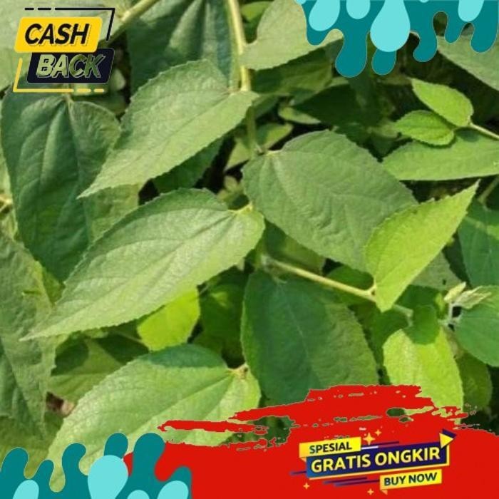 

SALE DAUN SERI / KERSEN / TALOK / CERI SEGAR 200GR (HERBAL UNTUK DIABETES)