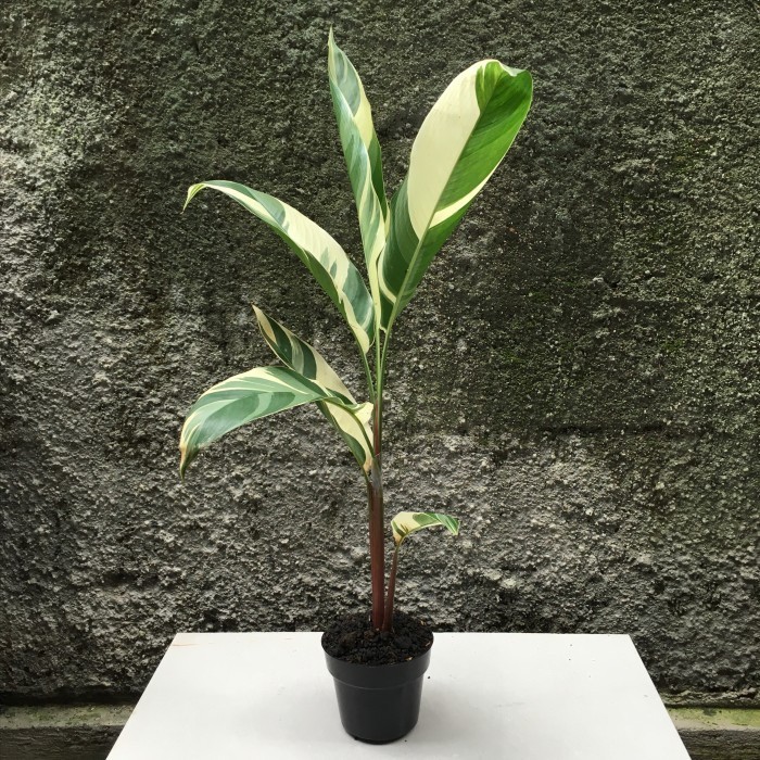 Tanaman Hias Heliconia Variegata/Pisang-Pisangan Variegata