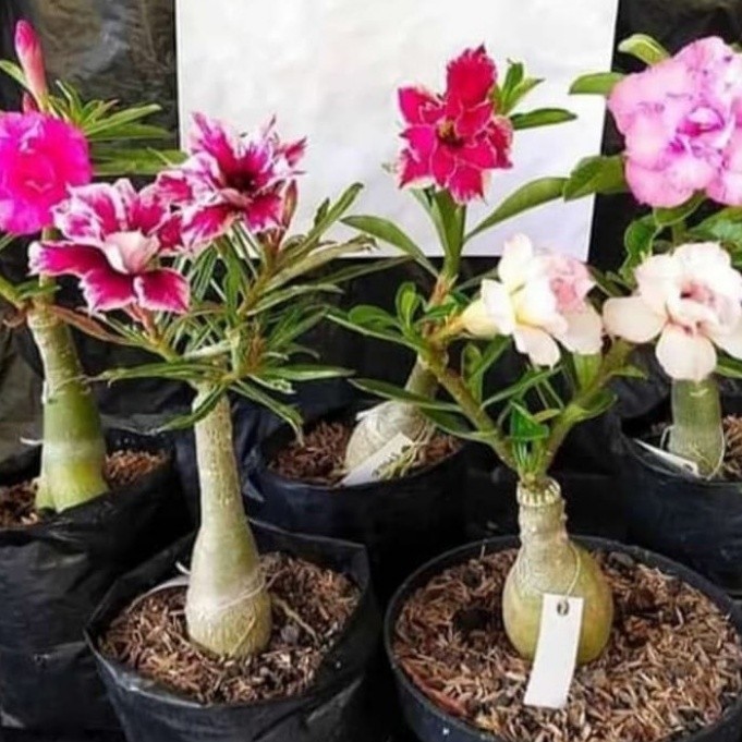 WowPaket 4 Tanaman Hias Adenium / Kamboja Jepang 4 Macam Bunga