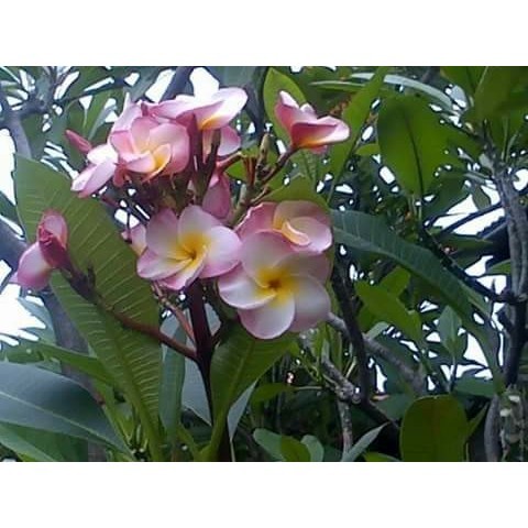 Bibit Stek Pohon Kamboja (Plumeria) Pink Rose