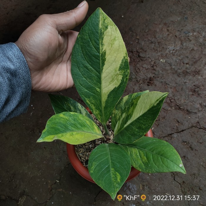 Tanaman Hias Anthurium Jemani Cobra Batik Varigata Real Photo
