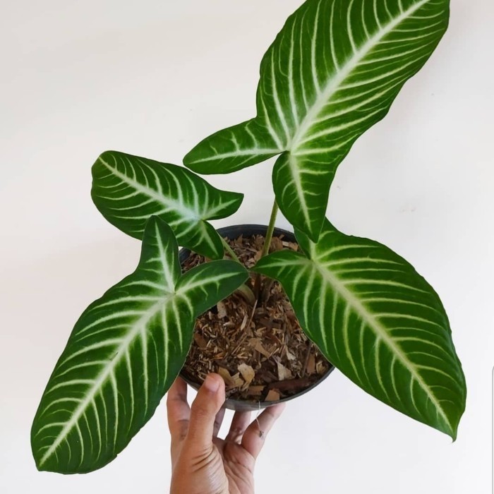 Tanaman Hia Antasoma Caladium Xanthosoma Lindenii