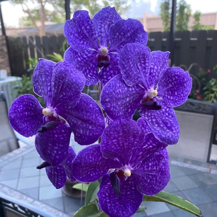 Anggrek Vanda Pachara Delight