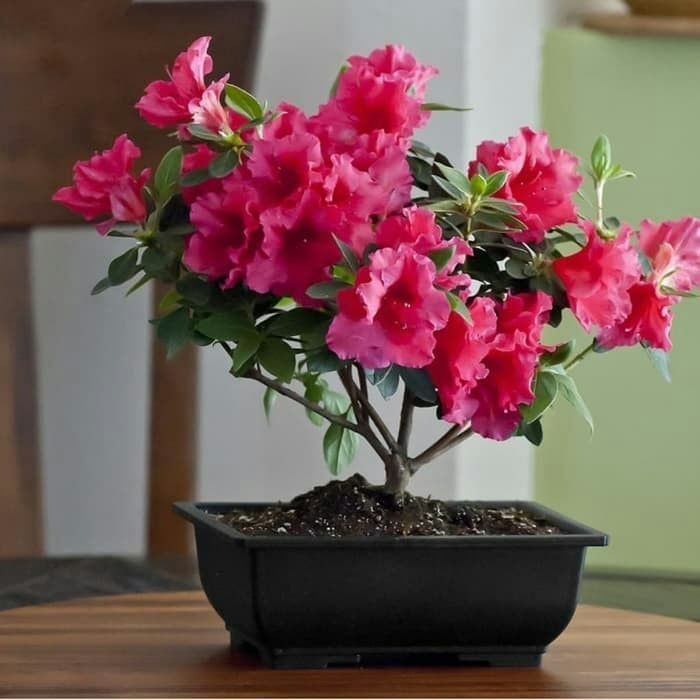 Bibit Pohon Bunga Azalea-Bahan Bonsai-Tanaman Azalea