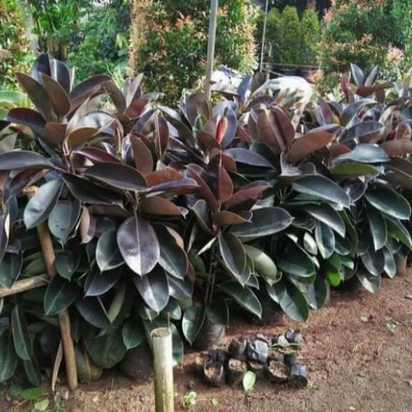Tanaman Hias Pohon Karet Kebo Tinggi 50Cm.
