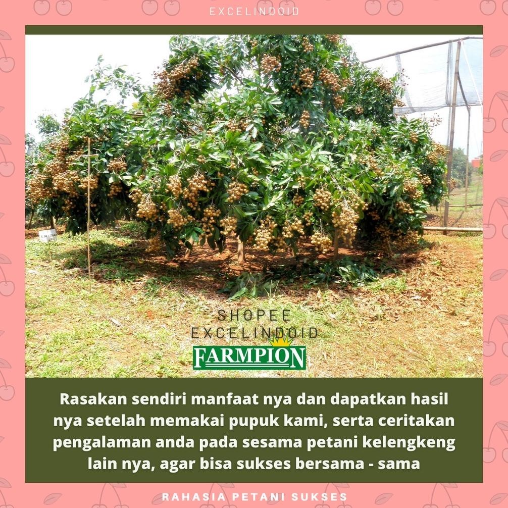 Cuci Gudang Pupuk Untuk Tanaman Buah Boster Booster Kelengkeng Klengkeng Lengkeng Agar Cepat Berbuah