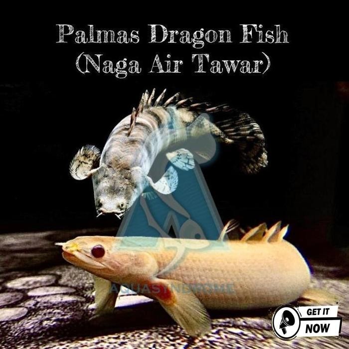 Tarbaru Palmas Albino - Palmas Endlicheri Naga Air Tawar / Ikan Predator Hias Cuci Gudang