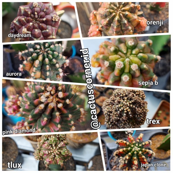 Potelan Gymno Daydream Orenji, Trex, Tlux, Aurora, Pink Diamond, Sepia