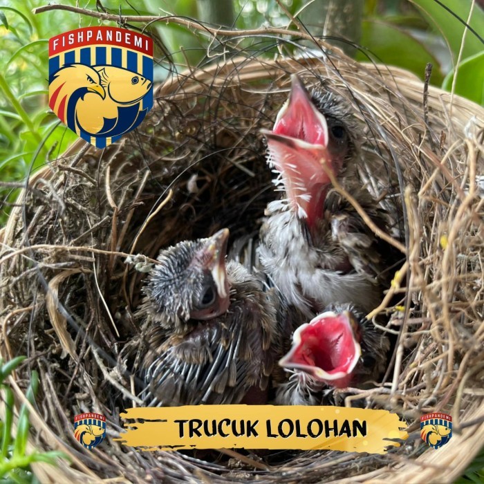 Trucukan Lolohan