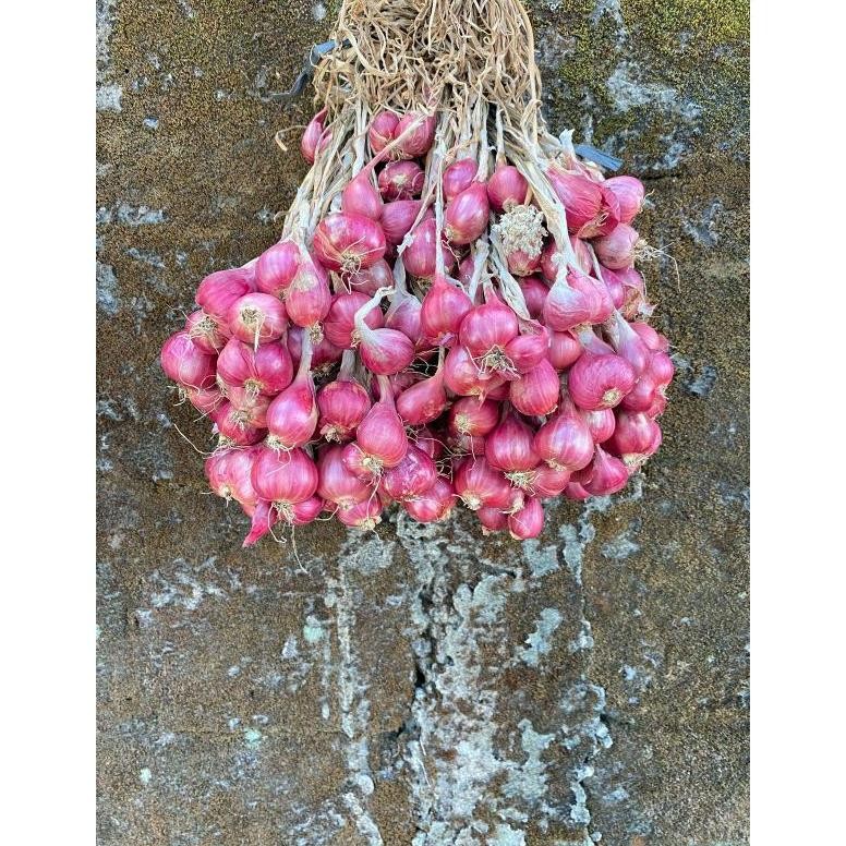 

Bawang Merah Brebes Grade Super Termurah 1 Kg