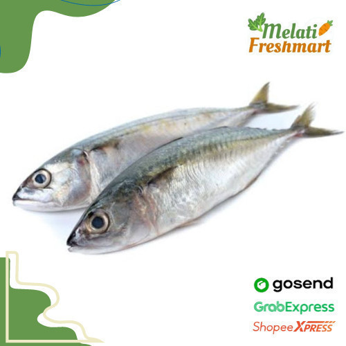 

Ikan Kembung Banjar Segar Berat 500 gr / gram (isi 3 - 5) - Melati Freshmart