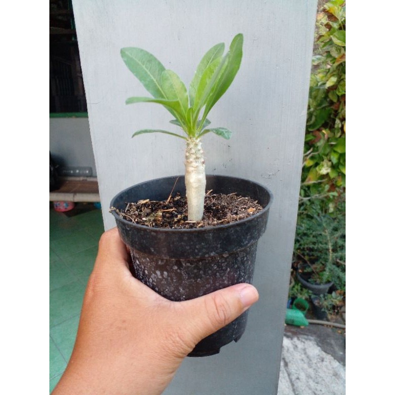 Pachypodium saundersii