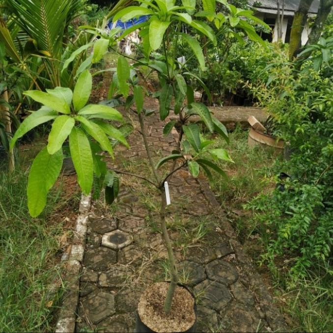 bibit tanaman buah mangga chokanan 1 meter unggul TERLARIS