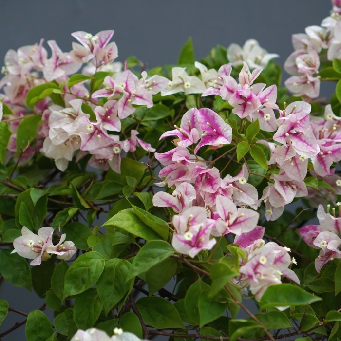 BUNGA KERTAS BOUGENVILLE PUTIH PINK BESAR