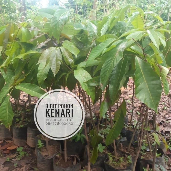 BIBIT POHON KENARI - JUGLANS - KANARI
