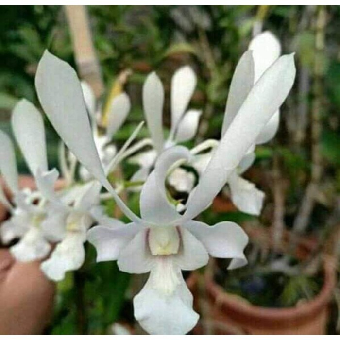 ANGGREK DENDROBIUM CAPUNG JAWA PUTIH DEWASA
