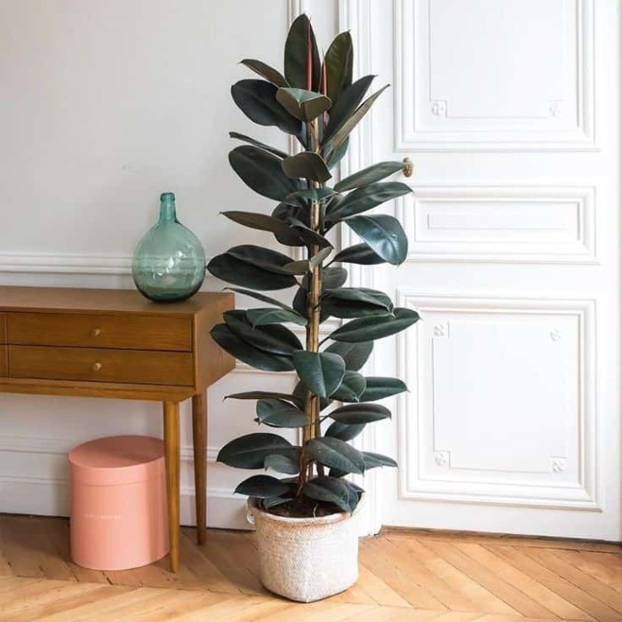 TANAMAN HIAS KARET KEBO FICUS ELASTICA POHON KARET KEBO TINGGI 1 METER