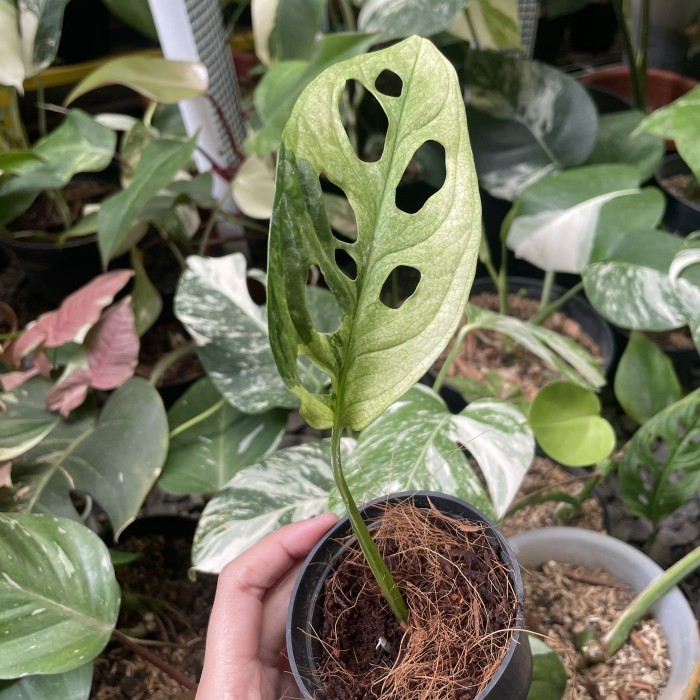 MONSTERA ADANSONII VARIEGATA YELLOW KUNING JANBOL JEPANG JAPAN VARIGAT