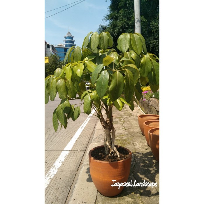 TANAMAN HIAS WALISONGO HIJAU BESAR/TANAMAN INDOOR