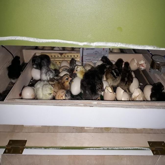 Mesin Penetas Telur Full Otomatis Kapasitas 100 Butir Telur Ayam Bebek Kualitas Premium