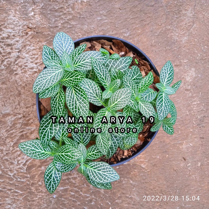 Terlaris Tanaman Hias Fittonia White