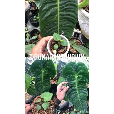Terlaris Anthurium Veitchii King Baby
