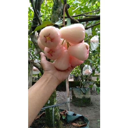 

buah jambu air segar