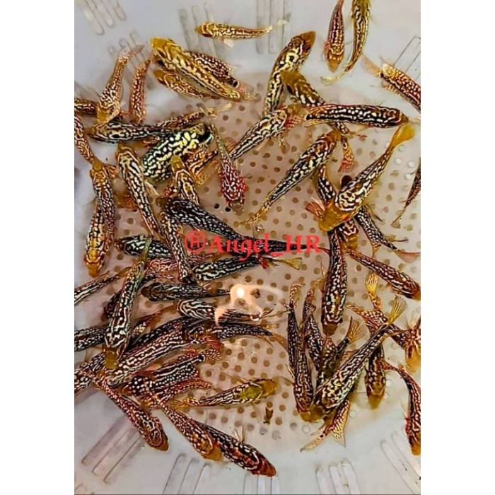 PROMO TERBEST HR-BURAYAK KING KAMFA V9 THAILAND GRADE VIP TERBARU