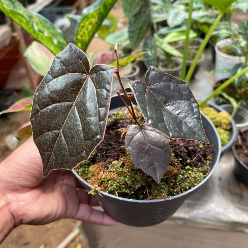 Tanaman hias viper hutan (Batman)