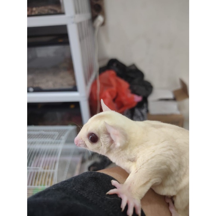 SUGAR GLIDER CREAMINO JOEY