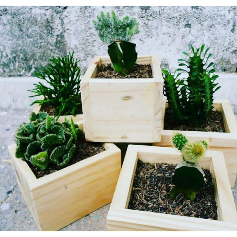 pot kayu bunga kaktus/ pot tanaman hias