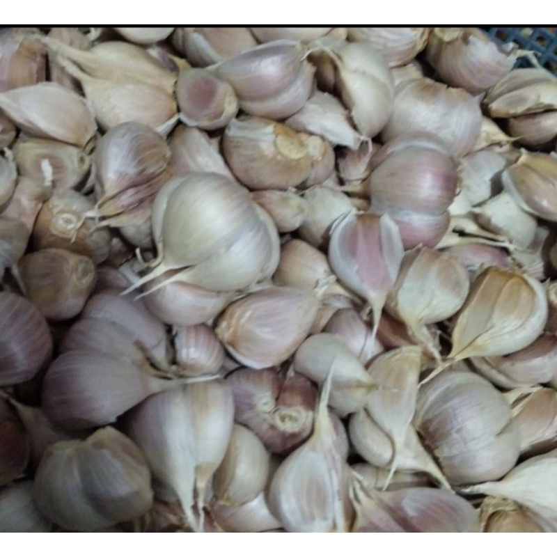 Bawang Putih Kating Premium 1kg ( Bersih tidak busuk)