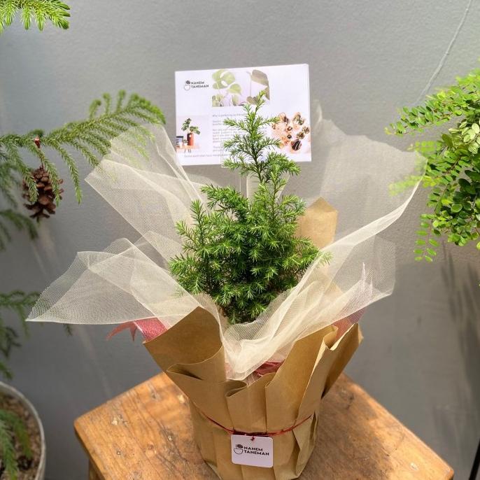 

Paket Hampers Cemara Embun