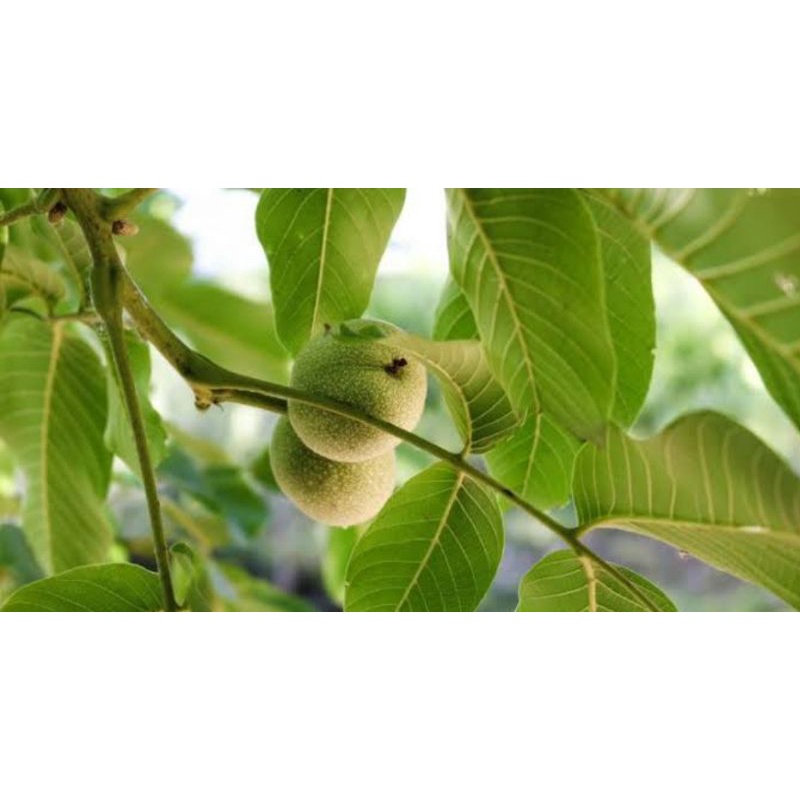 

daunjambubiji
