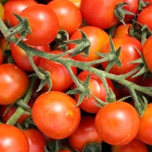

Tomat Cherry Cung Cong Kediro 250 Gram -Pos Sayur Ikan Segar Palembang