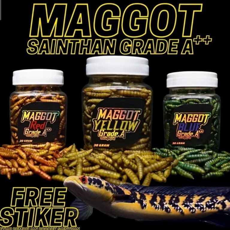 [ASW] Maggot BSF YELLOW, BLUE, RED, & ALL COLOUR (Kemasan Baru) Grade A++ By SaintHan untuk ikan Cha