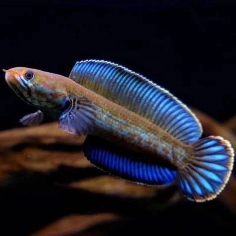 Channa Andrao Full Pelet Gondrong Size 5-6cm 7-8cm Garansi 100%