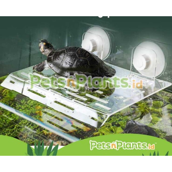 Tempat Jemur Kura Brazil Akuarium Kura Air Akrilik Crystal Clear Impor