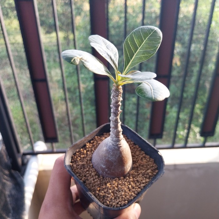 MUST HAVE!! ADENIUM SOCOTRANUM TANAMAN HIAS KAKTUS SUKULEN CAUDEX LANGKA IMPOR TERLARIS