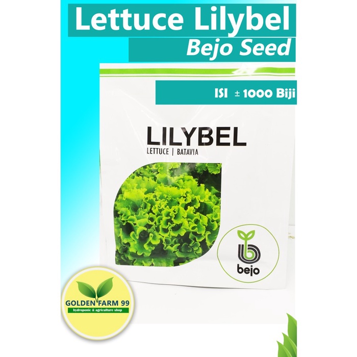 Benih Selada Bejo lilybel 1000 pils