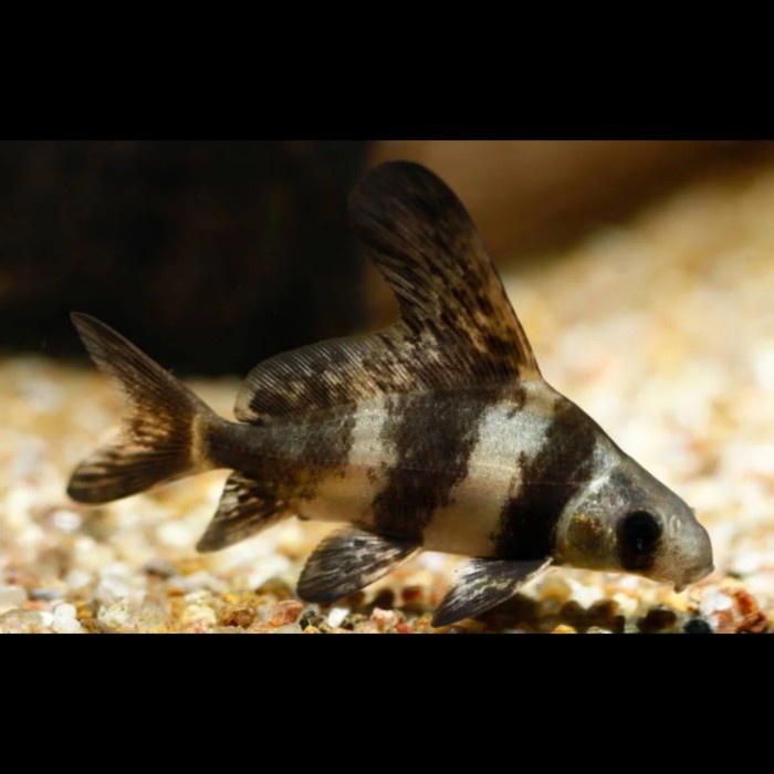 Ikan Chinese High Fin CHF Banded Shark Tankmate