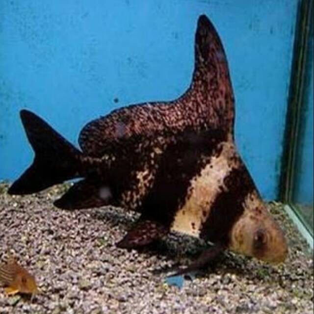 ikan chf chinese high fin size 15/17 cm