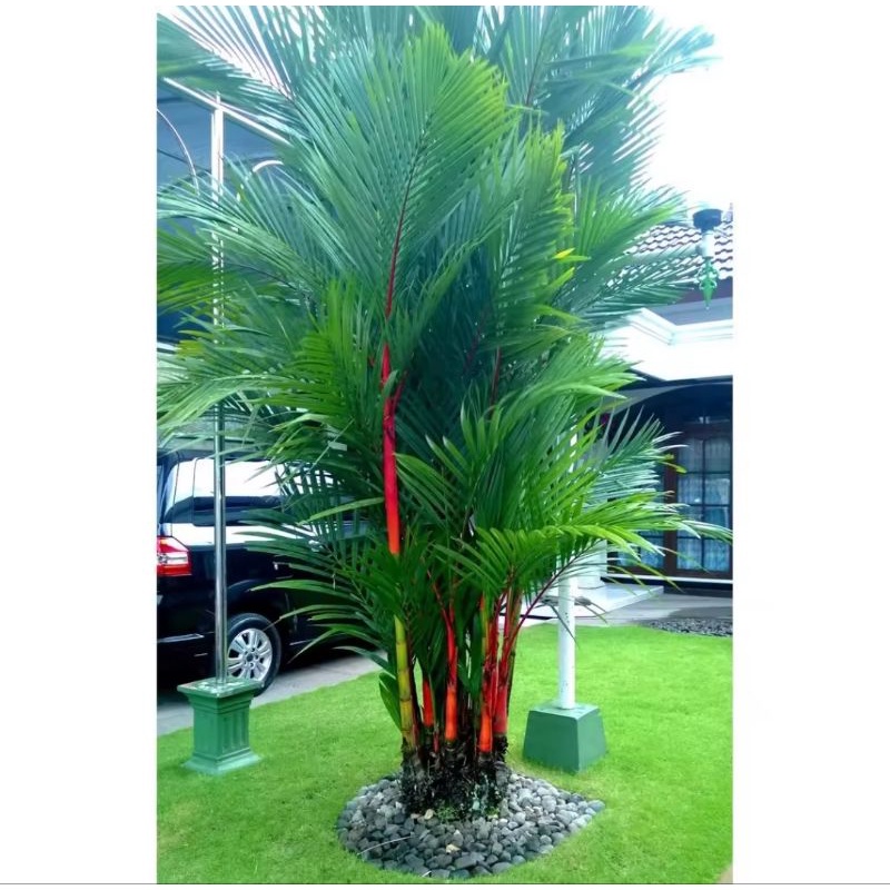 TANAMAN HIAS PALEM MERAH ASLI PALM MERAH