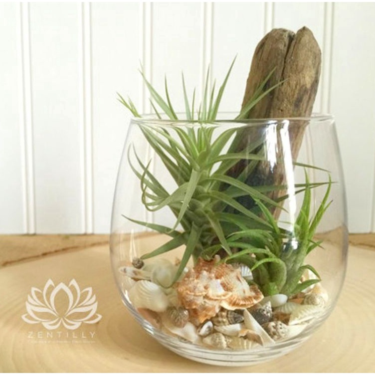 Terbaru VAS KACA POT TERARIUM / POT KACA TANAMAN AIR HIDROPONIK